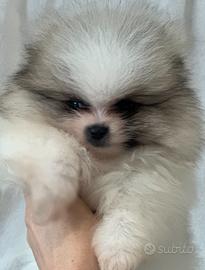 Spitz tedesco Nano femmina con pedigree