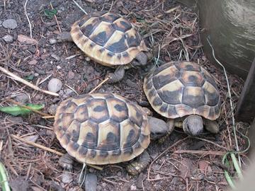 Testudo Hermanni