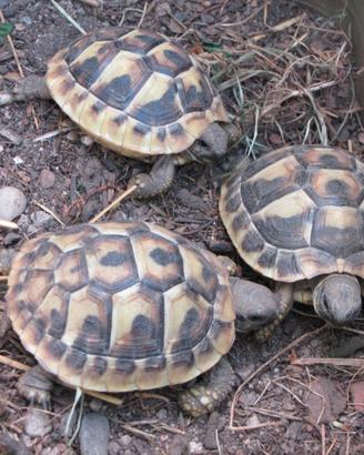 Testudo Hermanni