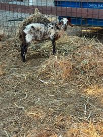 Agnello