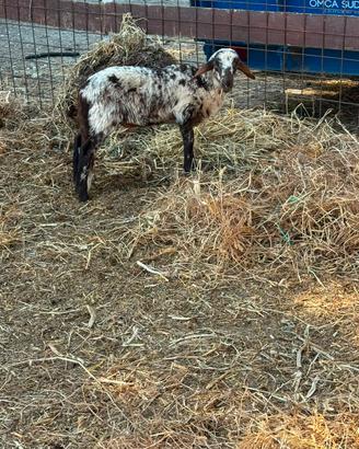 Agnello