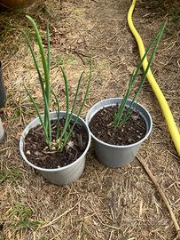 Vasetti con piantine di cipolla egiziana (ligure)