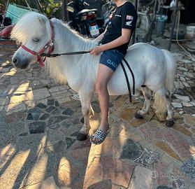 Pony maschio