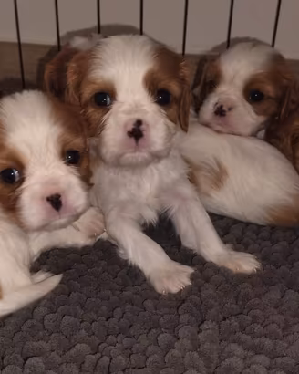 Cavalier king