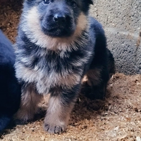 Cuccioli di pastore tedesco