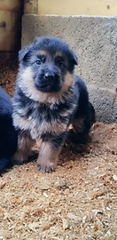 Cuccioli di pastore tedesco