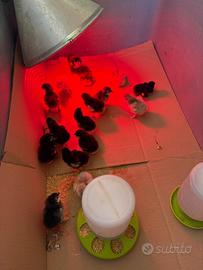 Pulcini Marans