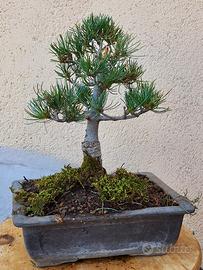 Pino Pentaphylla Bonsai – 14 anni