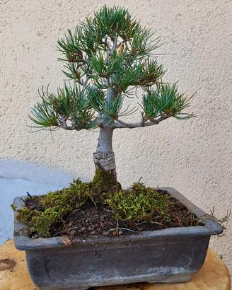 Pino Pentaphylla Bonsai – 14 anni