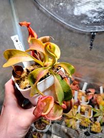 Nepenthes Petiolata x veitchii BE 4047