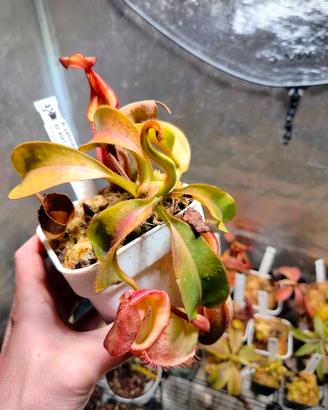 Nepenthes Petiolata x veitchii BE 4047