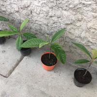 Piante di nespolo del Giappone