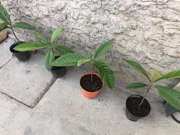 Piante di nespolo del Giappone