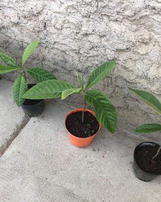  Piante di nespolo del Giappone