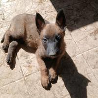 Pastore belga malinois