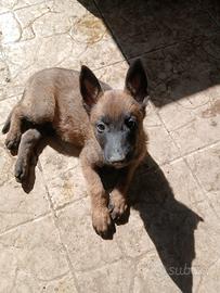 Pastore belga malinois