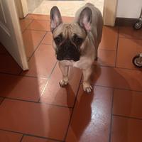 Bulldog francese