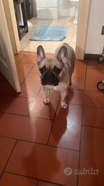 Bulldog francese