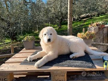 Cucciola Maremmano Pedigree