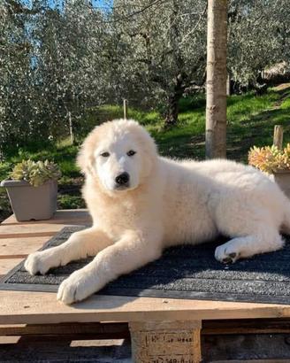 Cucciola Maremmano Pedigree
