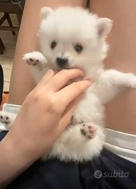 Cuccioli di volpino italiano