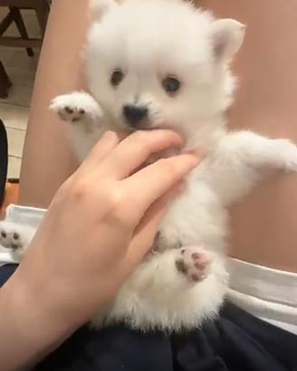 Cuccioli di volpino italiano