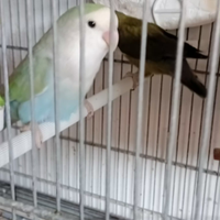 Coppia di inseparabili