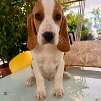 Cucciolo di Beagle