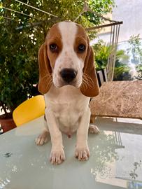 Cucciolo di Beagle