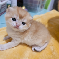 Meravigliosi cuccioli british shorthair pedigree