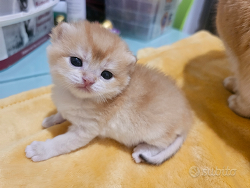 Meravigliosi cuccioli british shorthair pedigree