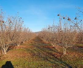 Terreno Noccioleto ad Alba (CN) di 15 giornate