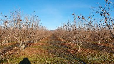 Terreno Noccioleto ad Alba (CN) di 15 giornate