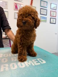 Cuccioli nani Red