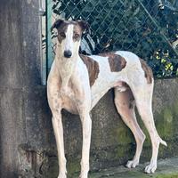 Greyhound per accoppiamento