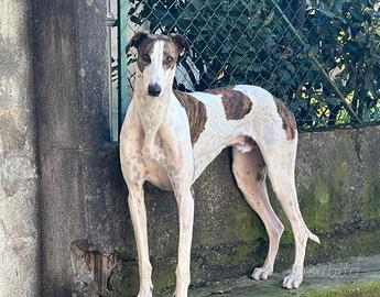 Greyhound per accoppiamento