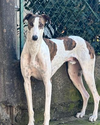 Greyhound per accoppiamento
