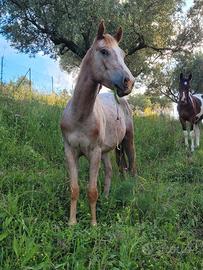 Appaloosa