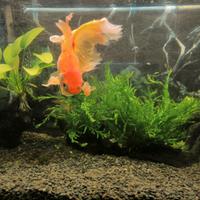 Acquario 230 lt con mobile di supporto