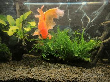 Acquario 230 lt con mobile di supporto