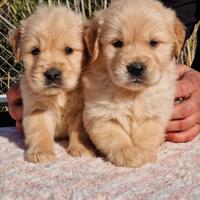 Cuccioli di Golden Retriever - Americani