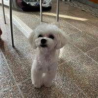 Maltese coreano