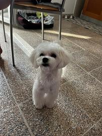 Maltese coreano