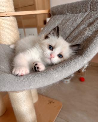 Cuccioli ragdoll seal bicolor con Pedigree