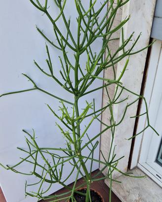 Euphorbia Tirucalli in vaso di coccio 