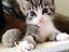 Immagine 1