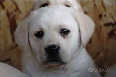 Labrador Retriever cuccioli maschi miele