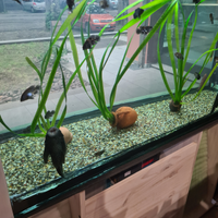 Astronotus red tiger/red oscar