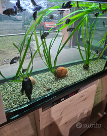 Astronotus red tiger/red oscar