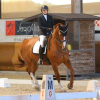 Cavallo da salto ostacoli